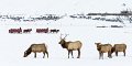 13 National Elk Refuge, wapiti